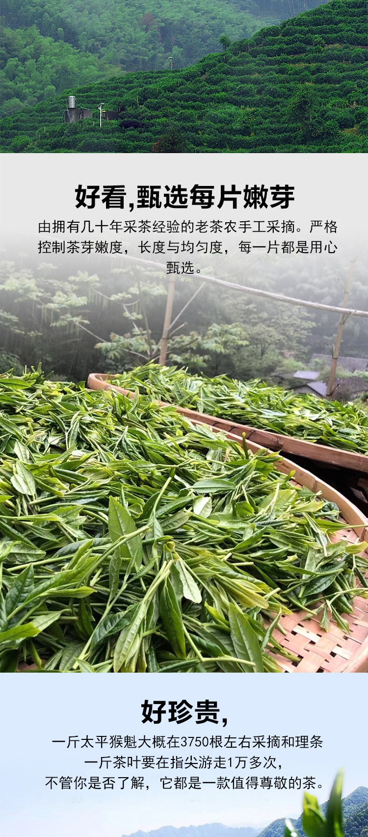 吴和孙2022年新茶原产地太平猴魁高山茶 手工捏尖兰花香 散茶批发