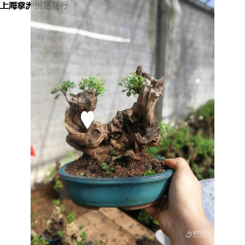 小型绿植盆景素材黄荆盆景素材羊蹄甲盆景 小石积 直播间一物一拍