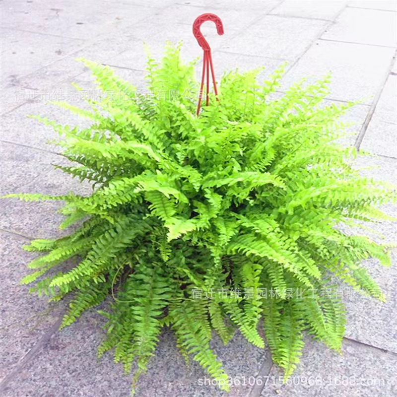 波斯顿蕨类植物造景盆栽吊兰垂吊波士顿蕨霸王蕨肾蕨室内摆件绿植