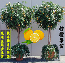四季香水柠檬苗树苗带果盆栽室内外大树小柠檬树庭院无核食用果树