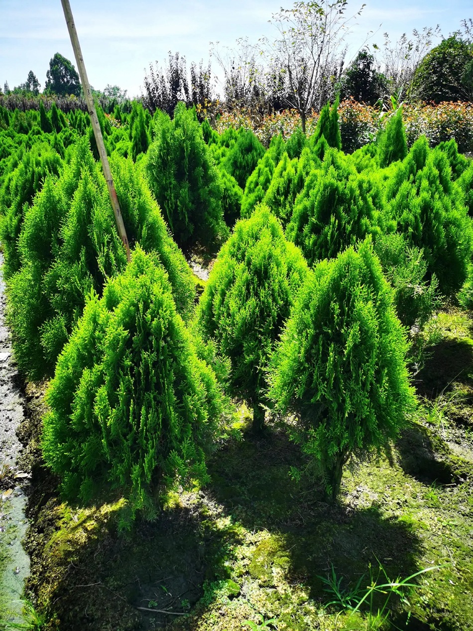洒金柏 黄头柏 松柏 侧柏树苗 扁柏 圆柏 清明柏 高速路行道树苗