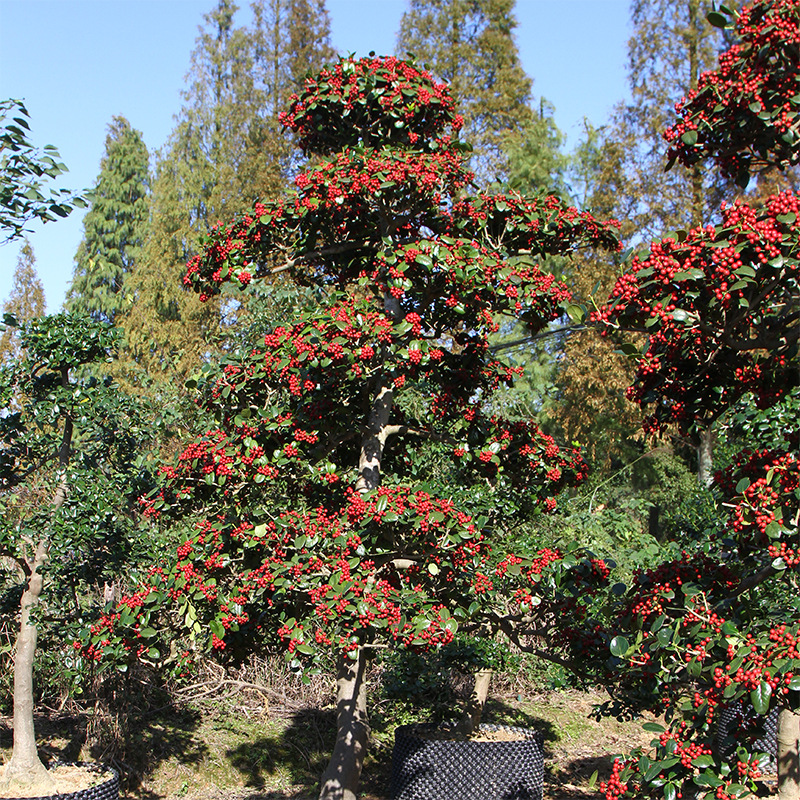 苗圃直供 常绿叶造型无刺枸骨树 无刺枸骨 观果造型树批发 易移栽