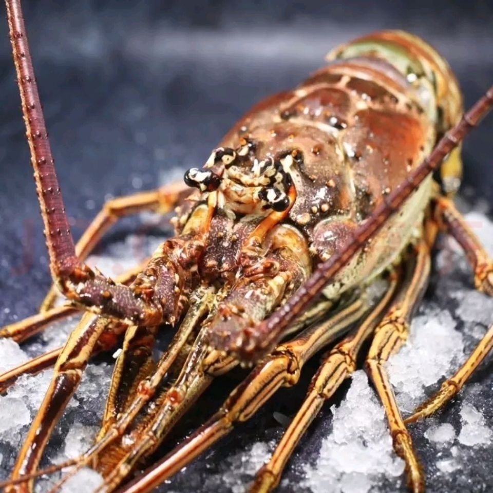 【古巴龙】-古巴龙厂家,品牌,图片,热帖-阿里巴巴