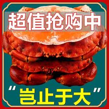 品质大面包蟹大800-600g/只珍宝海蟹满膏黄母蟹熟冻一件代发