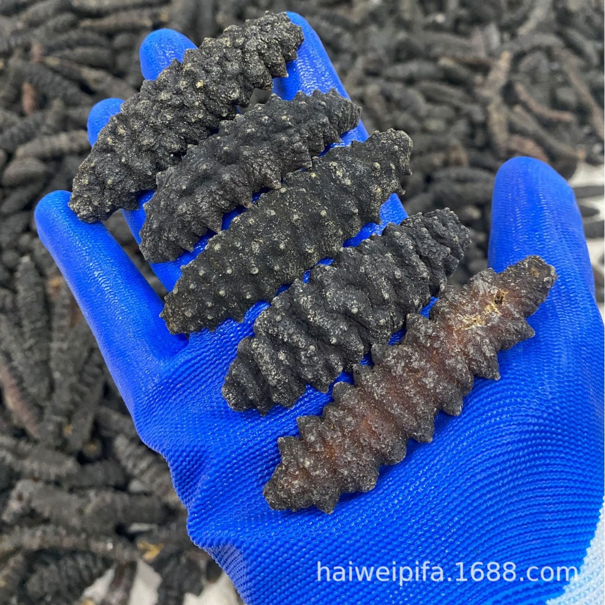 批发各种海参螺纹参龙纹带微刺罗文厚肉黑刺参淡干发头好-阿里巴巴