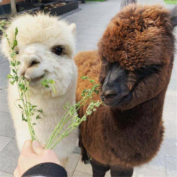 羊驼养殖成年羊驼萌宠羊驼格