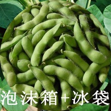 毛豆新鲜蔬菜四川带壳青农家自种蔬菜现摘现发泡沫箱加冰袋发货