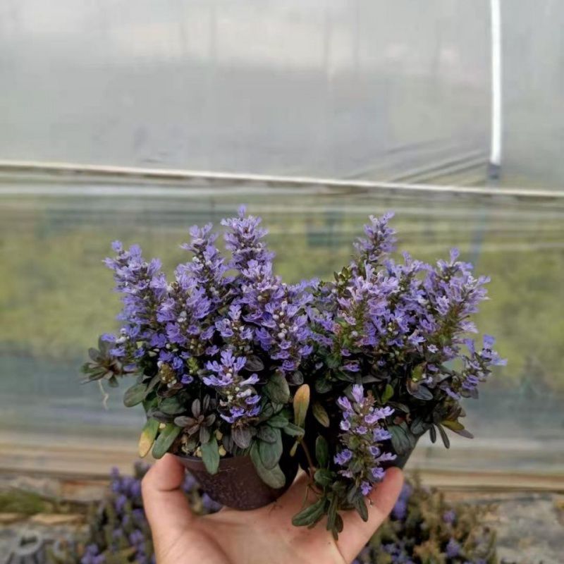 姬十二单筋骨宿根花卉多盆栽花苗耐寒耐热耐荫境阳台庭院盆栽