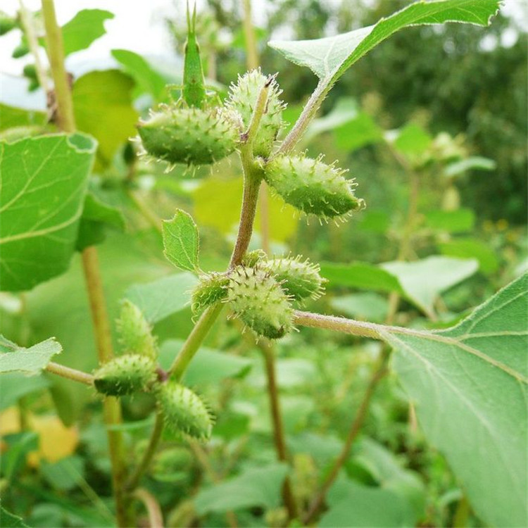 散装苍耳子种子中药材野生打磨去刺绵苍浪苍浪子道人头苍耳籽