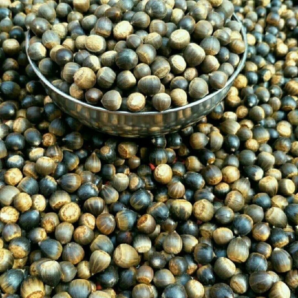 不一样的坚果纯野生狮栗子新鲜零食米锥子毛栗一斤2斤装非小板栗