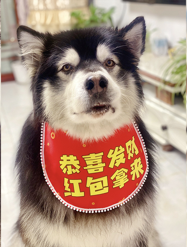 恭喜发财红包拿来 过年讨红包狗狗围兜 中大型犬 金毛阿拉斯加