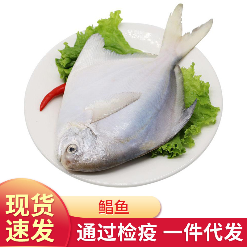 海白鲳鱼
