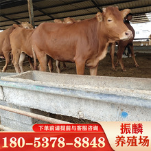 鲁西黄牛母牛 哪里有卖鲁西黄牛的 改良小黄牛肉牛犊