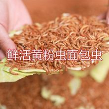 面包虫子黄粉虫大麦虫鹦鹉龙鱼八哥乌龟小鸟食饲料虫钓鱼