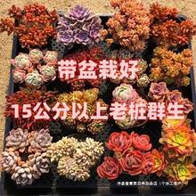 多肉植物大颗好养老桩特大号大株盆栽懒人花卉组合大盆