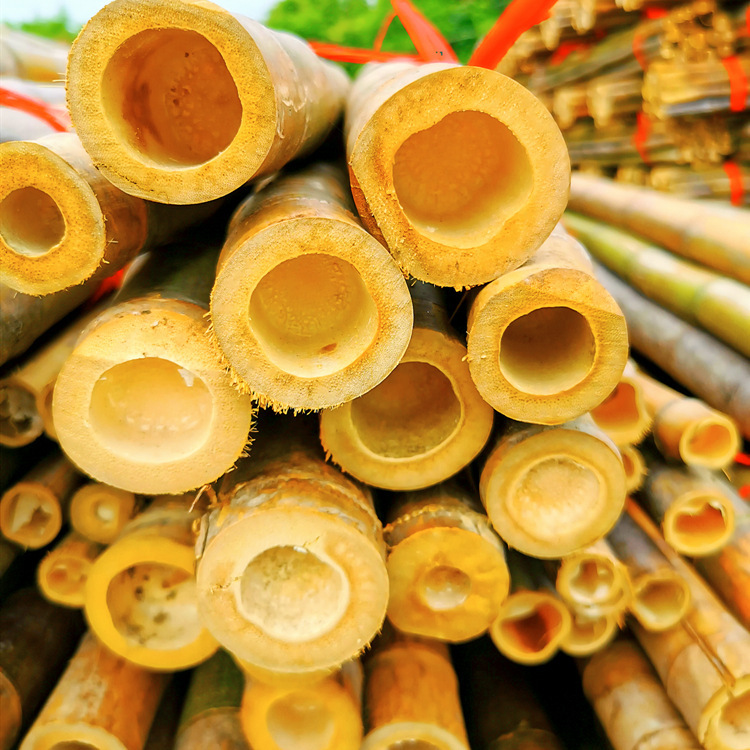 产地批发供应优质树木支撑竹竿 菜架竹 农用竹竿 苦竹