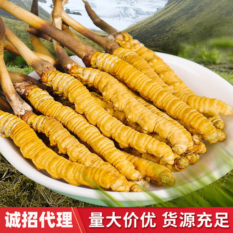 新鲜冬虫夏草 支持产地直发 支持一件代发-阿里巴巴