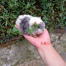 自家繁殖加州荷兰猪宝宝荷兰鼠豚鼠天竺鼠葵鼠英短美泰迪卷长逆毛