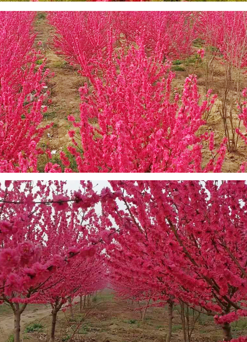 露地园林碧桃树 厂家批发满天红碧桃树苗 花色鲜艳花期长庭院花木
