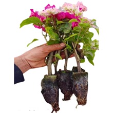 三角梅盆栽花苗阳台室内外四季开花勤花精品重瓣三角梅苗花卉植物