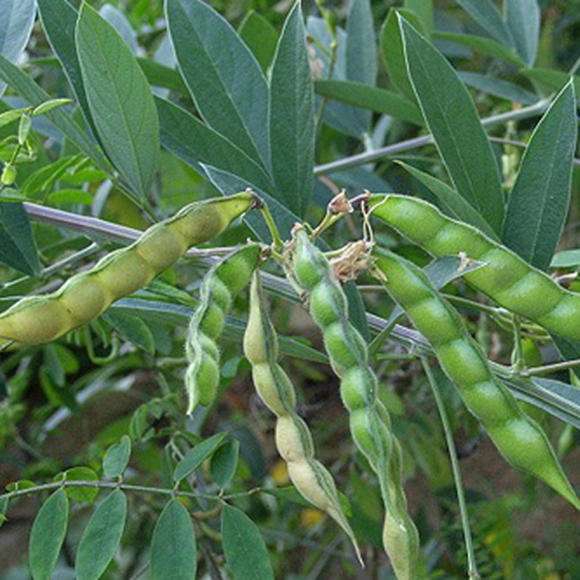 木豆种子 观音豆 柳豆 豆蓉 树豆 树黄豆 多年生护坡灌木种子
