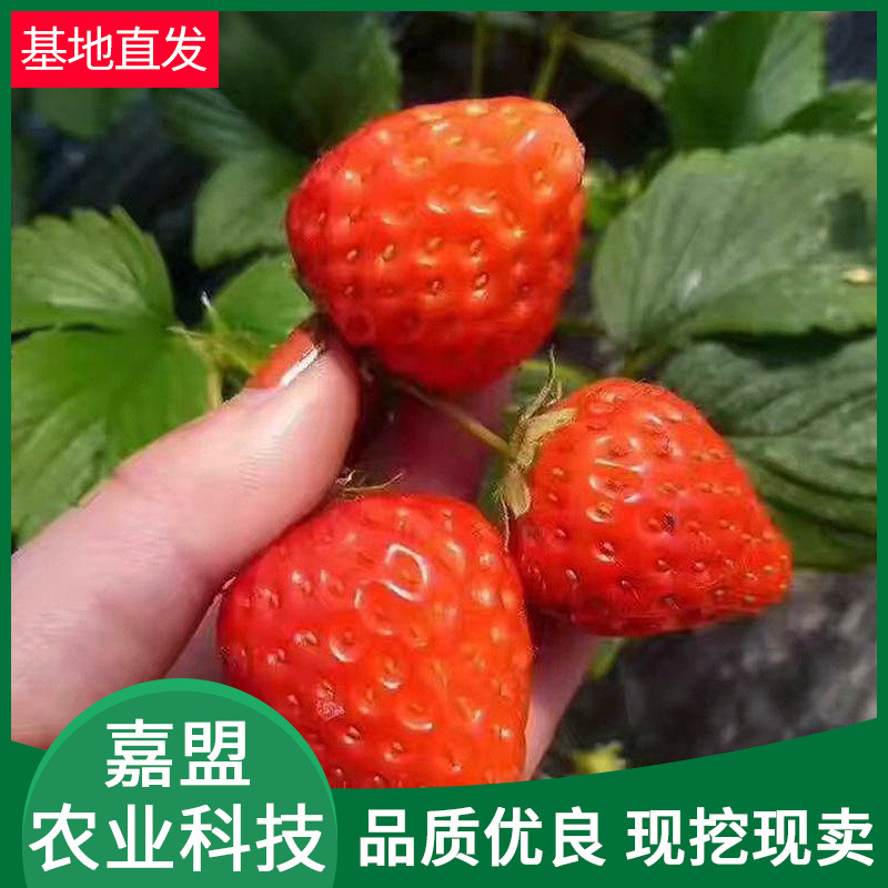 盆栽带盆带土草莓苗 种籽可食用红颜四季结果阳台种草莓苗