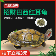 中华草龟外塘长寿龟巴西龟观赏小乌龟半水龟观赏金线乌龟墨龟杨青