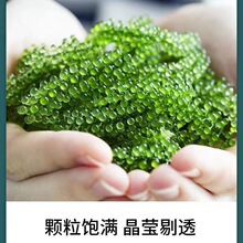 批发盐渍海葡萄100g海带丝即食长寿菜海藻菜海菜裙带菜寿司健康