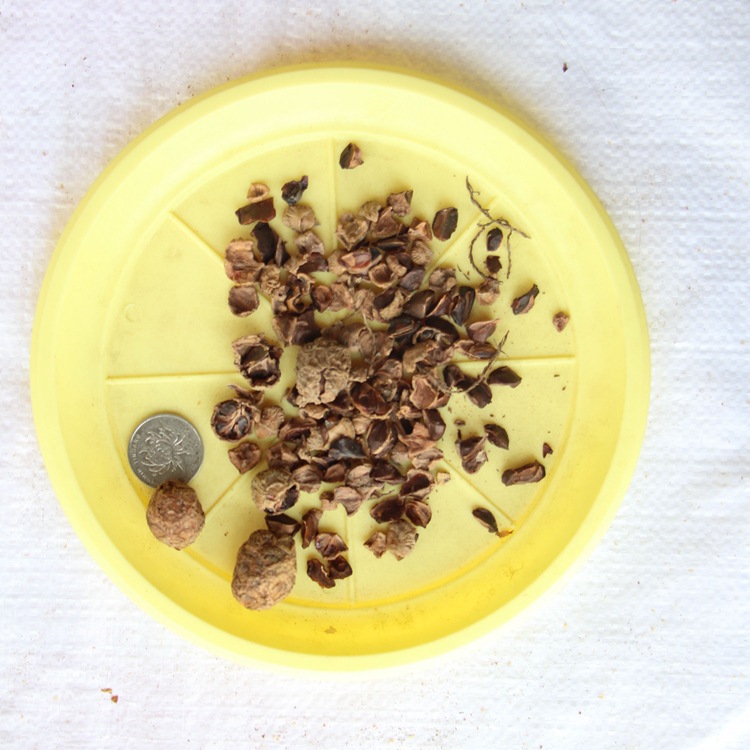 新采池杉种子 厂家直销 池杉种子 水杉种子 品种 绿化苗木