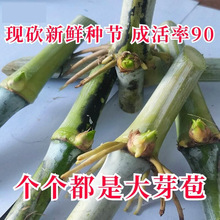 无毛甜象草3号高产多年生牧草种节种子苗皇竹草耐寒四季养殖牛羊