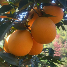 产地直发9斤装 赣南橙子脐橙新鲜当季现摘水果薄皮整箱甜橙批发