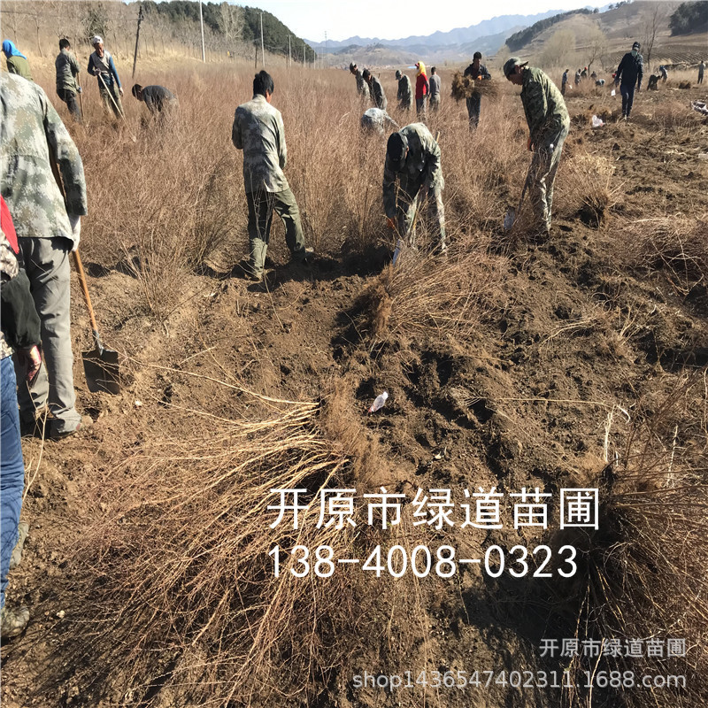 珍珠绣线菊批发 干枝鲜切花 开原珍珠绣线菊杯苗 绿篱工程苗球