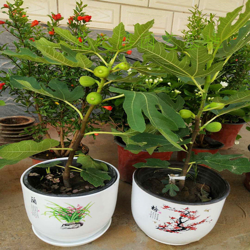 矮化无花果盆栽盆景树材绿植盆栽花卉奶浆果品仙果蜜果带果发货