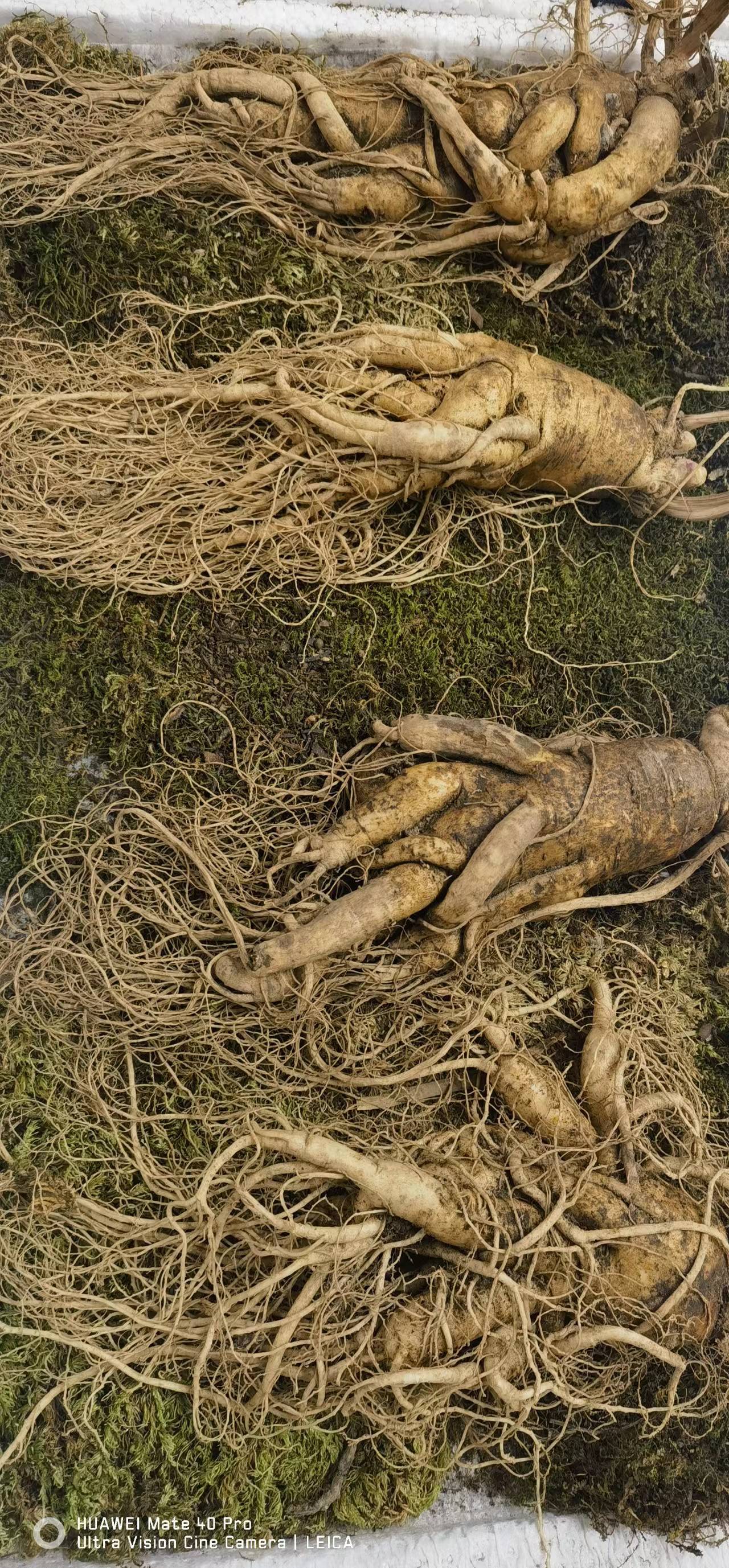 诺木洪红枸杞500g袋装包邮柴达木枸杞王头茬青海红枸杞泡水枸杞