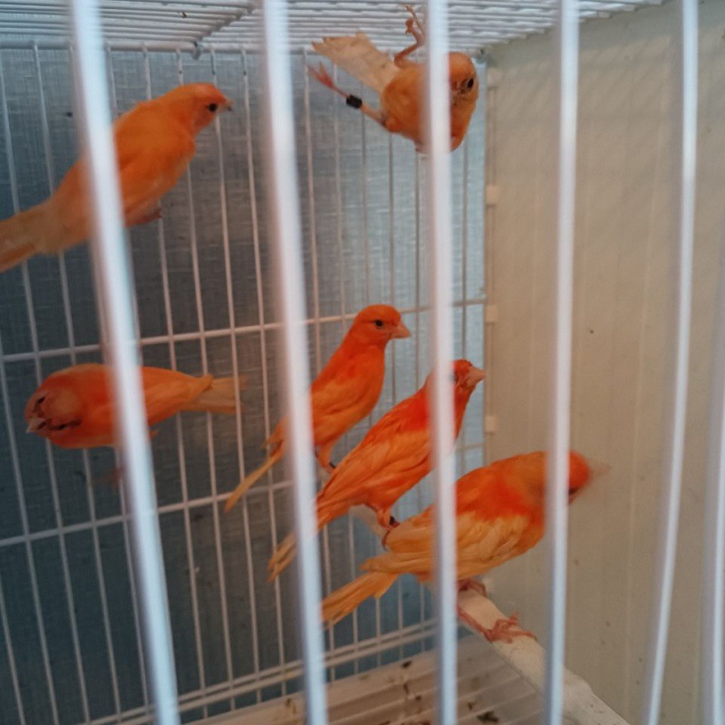 精品芙蓉鸟玉鸟中国红玉鸟