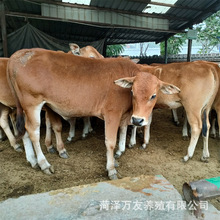 西门塔尔肉牛 育肥养殖改良鲁西黄牛牛犊小母牛肉牛苗包运输