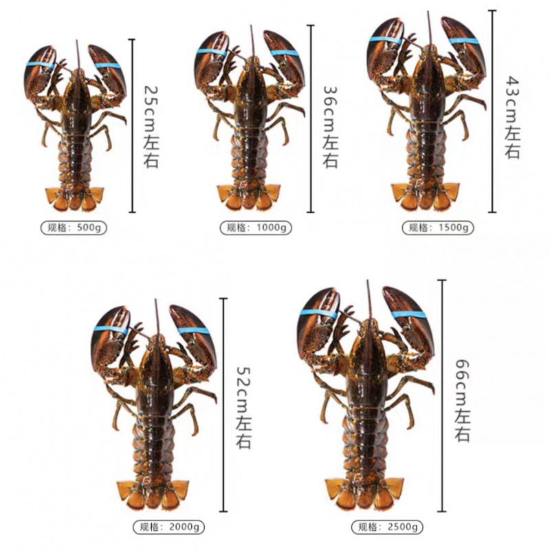 波士顿龙虾冷冻