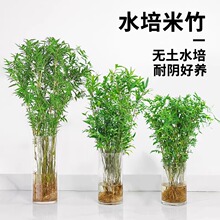 水培植物米竹室内盆栽富贵竹南天竹盆景绿植小叶百合竹子花卉好养