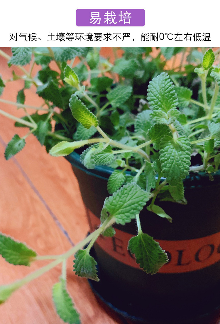 猫薄荷种子 自己种植猫薄荷套餐猫薄荷草种盆栽自嗨猫咪零食套装