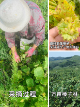 新货榛子东北特产新鲜辽宁铁岭野生手拍臻子炒熟开口榛果坚果干果