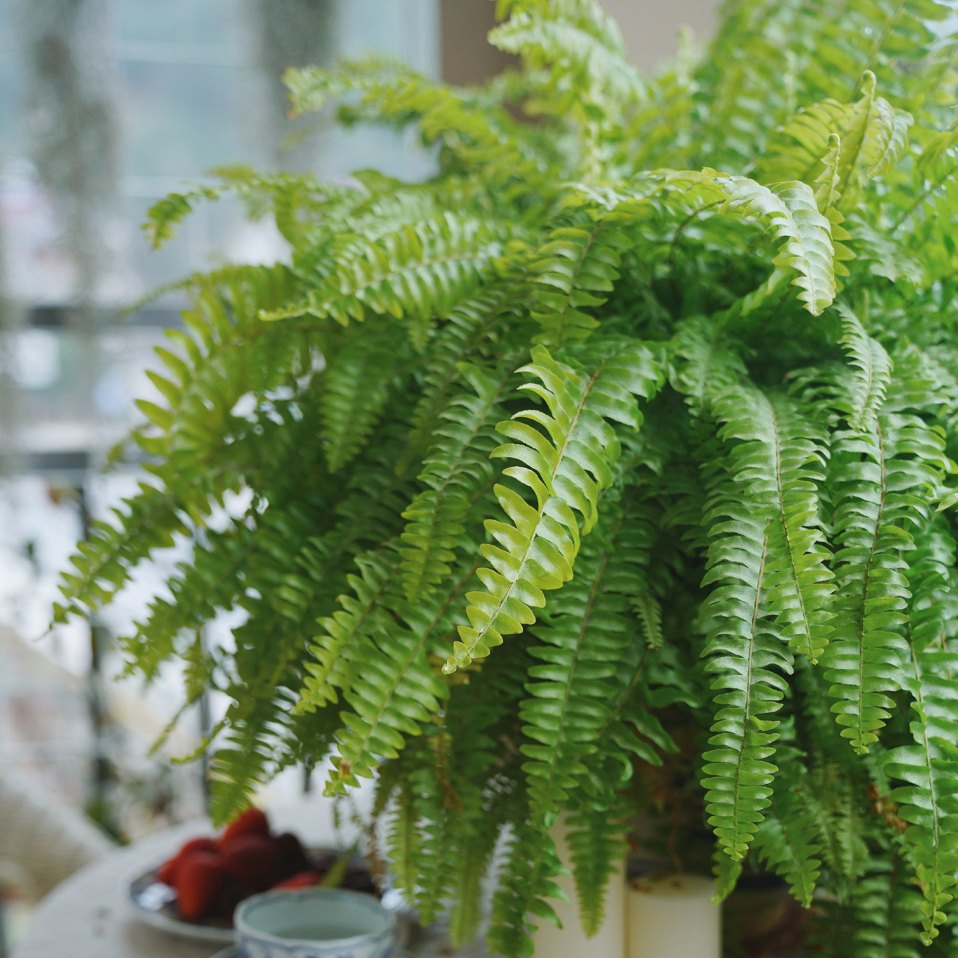 基地直供批发云竹室内盆栽花卉盆栽植物造景观赏花卉180#大文竹-报价