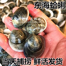 当天新鲜蛤蜊鲜活花甲贝类无沙海鲜水产品1斤20-30只左右本地特产