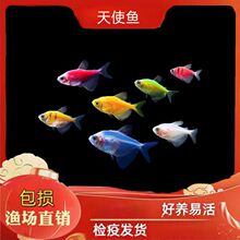 彩虹绿刚果鱼 灯科鱼彩虹绿刚果_阿里巴巴找货神器