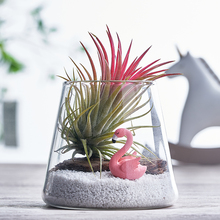 空气凤梨无土植物室内办公桌面小盆栽创意绿植好养花卉玻璃微景观