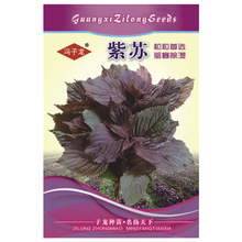 紫苏 冯子龙种苗厂家直售批零大田基地蔬菜种子室内盆栽绿植阳台