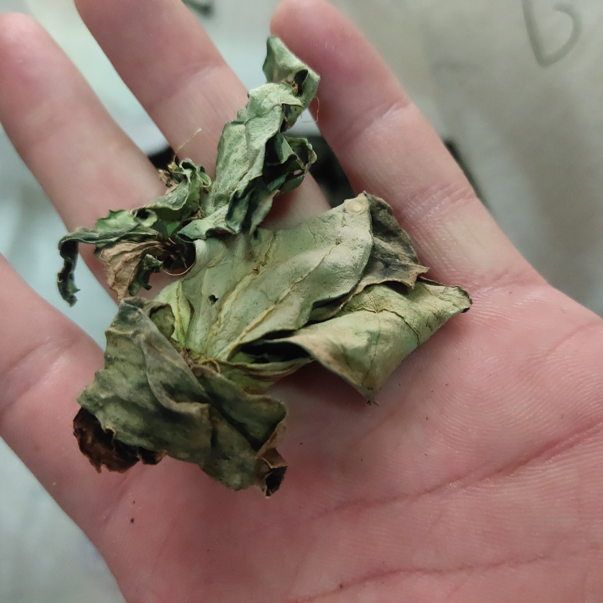 肺心草肺形草中药银线莲500克 非鱼腥草云南丽江7月产