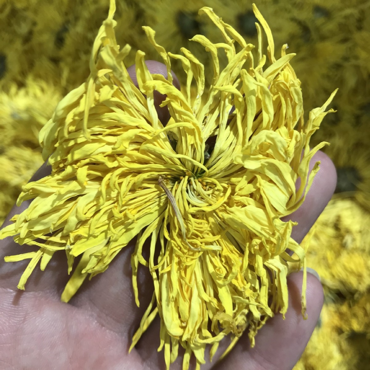 昆仑雪菊散装批发 新疆天山雪菊胎菊 天山血菊另售菊花茶散装花茶