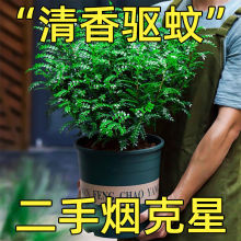 驱蚊清香木盆栽室内花卉绿植净化空气吸除甲醛植物好养胡椒木批发