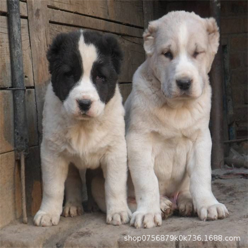 俄罗斯中亚牧羊犬幼犬猎狼犬家养护卫犬活体超大巨型猛犬出售