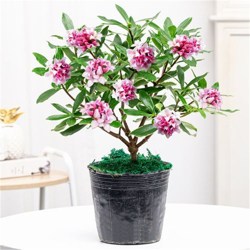 金边瑞香耐寒盆栽冬季开花北方好养观花植物室内客厅阳台办公室花